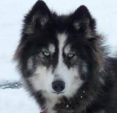 Sveta Sharap Adli Kullanicinin Huskies Panosundaki Pin Kopek Hayvanlar Sibirya Kurdu