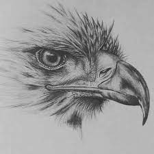 I used charcoal soft pencil in this painting.charcoal pencil i used : Pencil Drawings For Tattoo Pencil Drawings Of Animals Eagle Drawing Bird Drawings