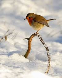 Epingle Par Regina Sur Carterie Photo Oiseau