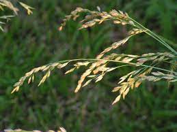 Grass Seed Heads Grass Seed Grass Seeds