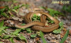 Maybe you would like to learn more about one of these? Species Profile Florida Brown Snake Storeria Victa Srel Herpetology