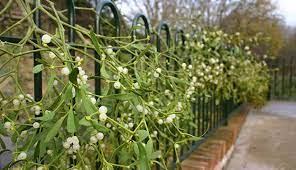 Your host tree should ideally be at least 15 years old and well established. Uf Hack How To Grow Your Own Mistletoe Hobby Farms