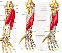 Human arms anatomy diagram, showing bones and muscles while flexing. Forearm Muscles 2 Forearm Anatomy Forearm Muscles Bones And Muscles