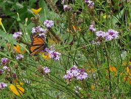 Image result for Nemesia lilacina