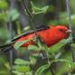 Wild Teaching and Learning: May Migration