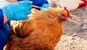 What is the vaccination schedule for broilers layers and cattles? A Quick Primer On Poultry Vaccines Hobby Farms