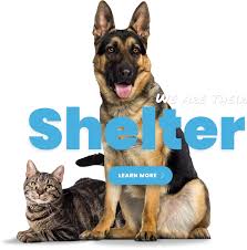 Santa cruz spca adoption application. Porter County Animal Shelter In Official Website