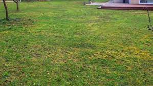 When you remove the moss from your lawn it will mean there are bare patches in the root system of your lawn and if you don't do something to promote growth in those areas then the moss will more than likely come back and take over again. Why Does Moss Grow In Areas Of My Lawn And Not My Grass Blades Landscaping