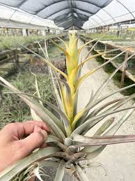 Image result for Buchnera capitata