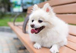 Perfect size for puppies but the aggressive puppies are not suitable. White Pomeranian The Cutest Pomeranian Cotton Balls