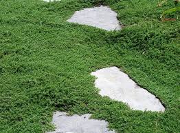 Woolly thyme was chosen because it is widely available, cheap, and the patio is huge. Plants For The Cracks Between Flagstones Gardening Q A With George Weigel Pennlive Com