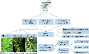 Image result for Bridelia atroviridis