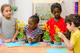 We did not find results for: Fast Plants Program S New Varieties Are Tailored For Classroom Use