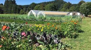 Image result for Behniaceae