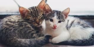 Animals come to the shelter from as far away at townsville, torres strait, weipa and cooktown, and are rehomed to cairns and surrounds. Kittens Adoption Policy Rspca Stourbridge District Branch