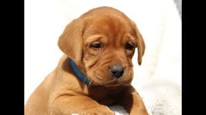 Find great deals on ebay for lab puppies for sale. Akc Fox Red Lab Puppies For Sale 07 2021