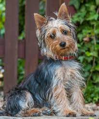 Historia Do Silky Terrier E Origem Da Raca De Cachorro Mundo Ecologia