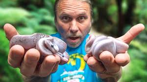 PURPLE SNAKES HATCHING!! WORLDS FIRST!!