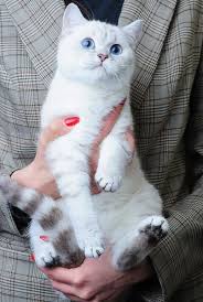Everything about them if you were to properly not only is the british shorthair famous for being one of the oldest cat breeds in the world, but the breed. British Shorthair Blue Point Kitten Novocom Top