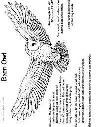 Search images from huge database containing over 620,000 coloring pages. Barn Owl Coloring Page Animals Town Animals Color Sheet Barn Owl Free Printable Coloring Pages Animals