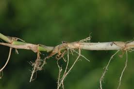 Image result for Sacciolepis rigens