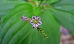 Image result for Spigelia anthelmia