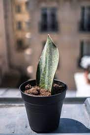 Maybe you would like to learn more about one of these? Sansevieria Masoniana Whale Fin Snake Plant Care Guide
