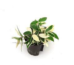 Browse pictures and read growth / cultivation information about phebalium, davies' waxflower, st helen's waxflower (phebalium daviesii) 'gold nugget' supplied by member gardeners in the plantfiles. Hoya Carnosa Wachsblume Hydroshop24