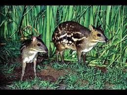 Moschiola meminna (sri lankan spotted chevrotain) is a species of mammals in the family tragulidae. Cute Indian Chevrotain Mouse Deer In Mysore Zoo Youtube