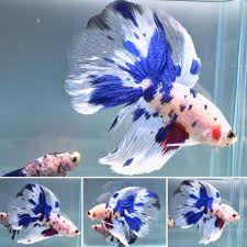 Pin On Fishies