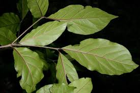 Image result for Heinsenia