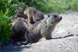 Murmeltiere kommen überwiegend in eurasien, nordamerika und innerhalb der höher liegenden alpinen bereiche europas wie beispielsweise österreich vor. Alpine Baby Murmeltier Stock Bild Colourbox
