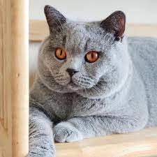 He would lie on my chest with his purring chin on mine, and we would fall asleep that way. Blue Mighty Dragon British Shorthair Home Facebook