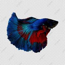 Betta Fish Fish Thailand Png Transparent Clipart Image And Psd File For Free Download In 2020 Betta Fish Betta Fish Silhouette