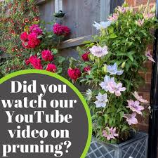 Maybe you would like to learn more about one of these? New Leaf Plants Home Facebook