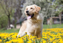 This cancer originates from the lining of the blood vessels that your golden retriever has. Fototapete Tapete Golden Retriever Dog Bei Europosters Kostenloser Versand