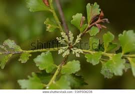 Image result for Phyllocladus trichomanoides