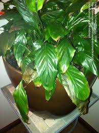 What causes peace lily leaves to turn brown? Beginner Gardening Brown Leaves On Peace Lily 1 By Onethree1p