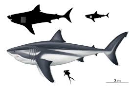 Der megalodon hatte wahrscheinlich eine gräuliche hautfärbung. Wie Gross War Megalodon Wirklich