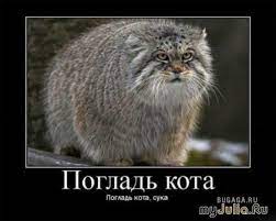 Погладь кота!!! - старый, но всеми любимый прикол:)*цензура отсутствует:(:  Дневник группы «Анекдоты, приколы, симорон»: Группы - женская социальная  сеть myJulia.ru