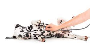 Check spelling or type a new query. I Used To Think Pet Insurance Was A Ripoff Here S Why I Changed My Mind Vox
