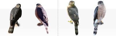 Also note quicker, snappier wingbeats. Sharp Shinned Hawk And Cooper S Hawk Feederwatch