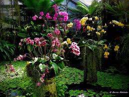 Malayenblume Phalaenopsis Orchidaceae Botanischer Garten Stadt Linz Garten