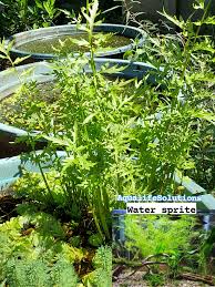 Image result for Ceratopteris thalictroides