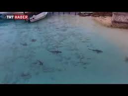 Denize Giren Bir Cocugun Etrafinda 4 Kopek Baligi Toplandi Youtube