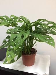 Pin By Haley Grubb On Garden Witch Plants Indoor Plants House Plants