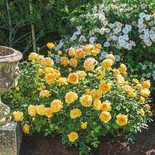 golden celebration david austin roses david austin rosen strauchrose garten