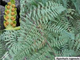 Image result for Hypolepis rugosula