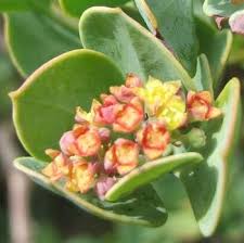 Image result for Osyris compressa