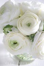Lovely Blooms White Flowers White Ranunculus Beautiful Flowers